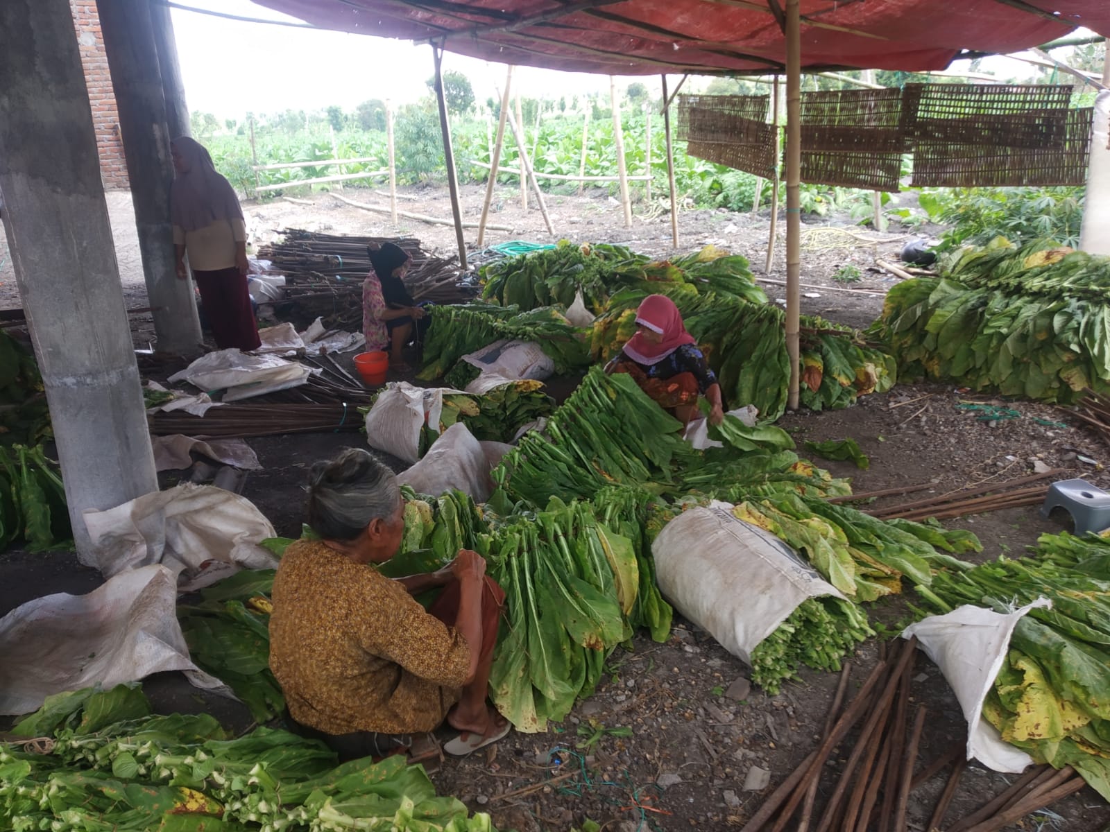 Petani tembakau di Desa Beleka, Praya Timur, Lombok Tengah, sedang memeroses untuk menjemur tembakau. (Foto: Jopi Hendrayani)