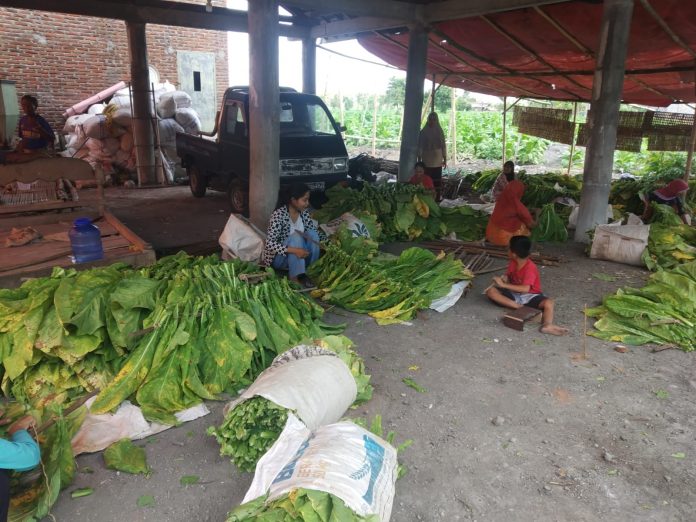 Petani tembakau