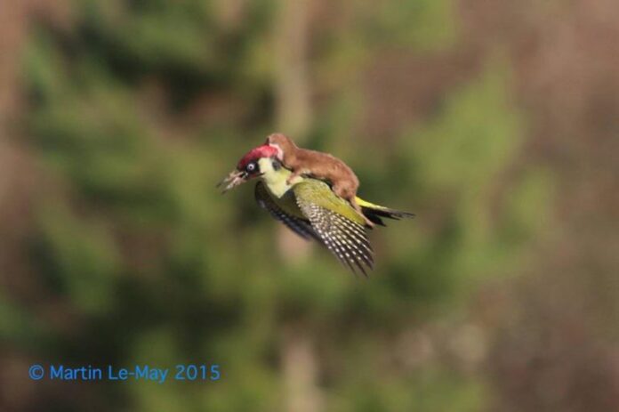 weaselwoodpecker-771x513