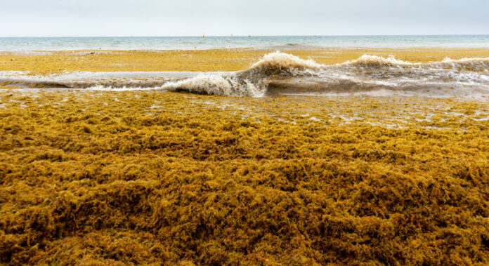 sargassum