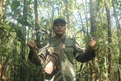 Jerat kayu dari sling baja yang ditemukan petugas saat melakukan patroli sapu jerat di kawasan Taman Nasional Kerinci Seblat. (foto : Harry Siswoyo)