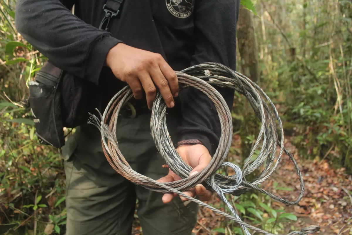 jerat harimau
