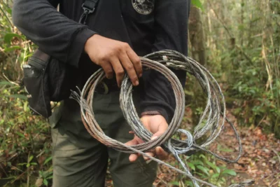 jerat harimau