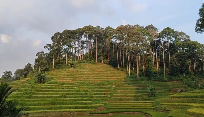 Tanah adat di Kabupaten Lebak, Banten. Foto: Surosowan.id