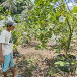 Surat PHK dan Kebun yang Mengubah Jalan Hidup