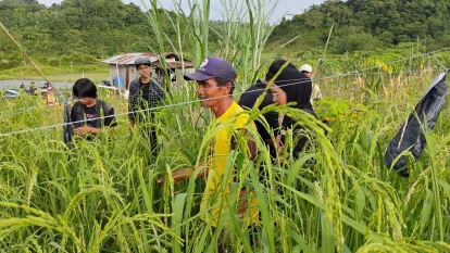 Padi ladang jenis Serai yang mulai keluar bulirnya, sekitar sebulan lagi akan dipanen. Foto: Kesah.id