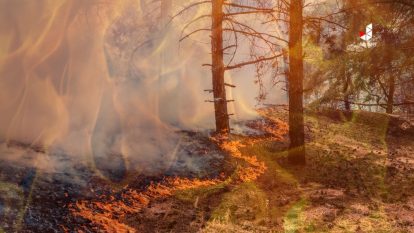 Kebakaran Hutan ilustrasi Jaring